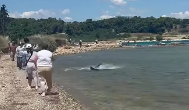 Ajkula u plićaku