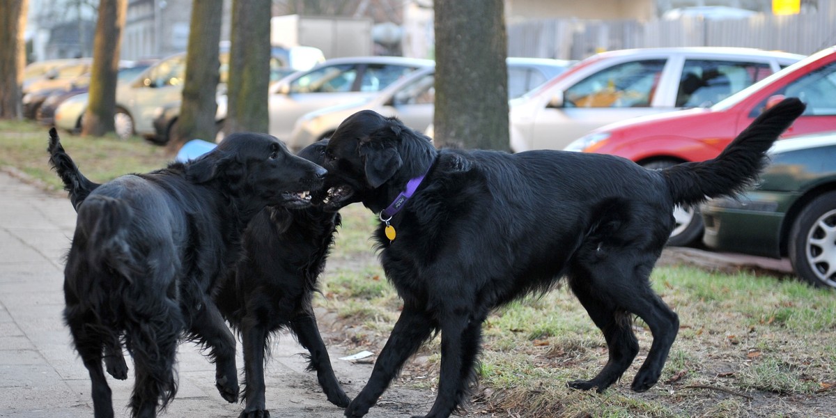 Dogoterapia