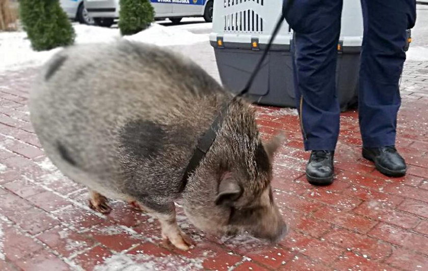 Warszawiacy mocno się zdziwili. Na ich drodze stanęła...