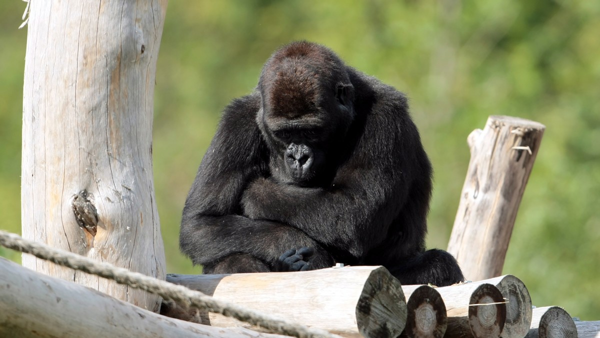 WARSZAWA ZOO GORYLE