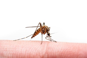 tigrisszúnyog dengue-láz tünet figyel