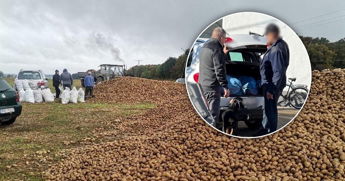 Zrobili najazd na ziemniaki. Teraz tylko niektórzy się tłumaczą