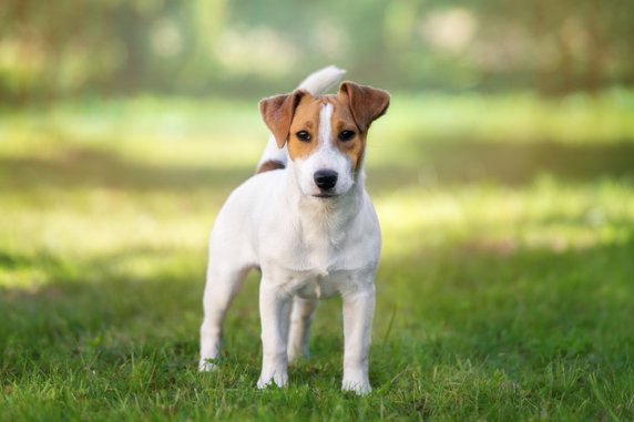 Jack russel terrier to pies o wesołym usposobieniu -  otsphoto/stock.adobe.com