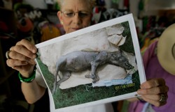 Chupacabra na Białorusi? Tajemnicza bestia atakuje i wysysa krew