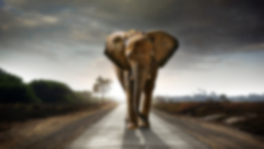 RPA: pijany przewodnik atakuje dzikiego słonia