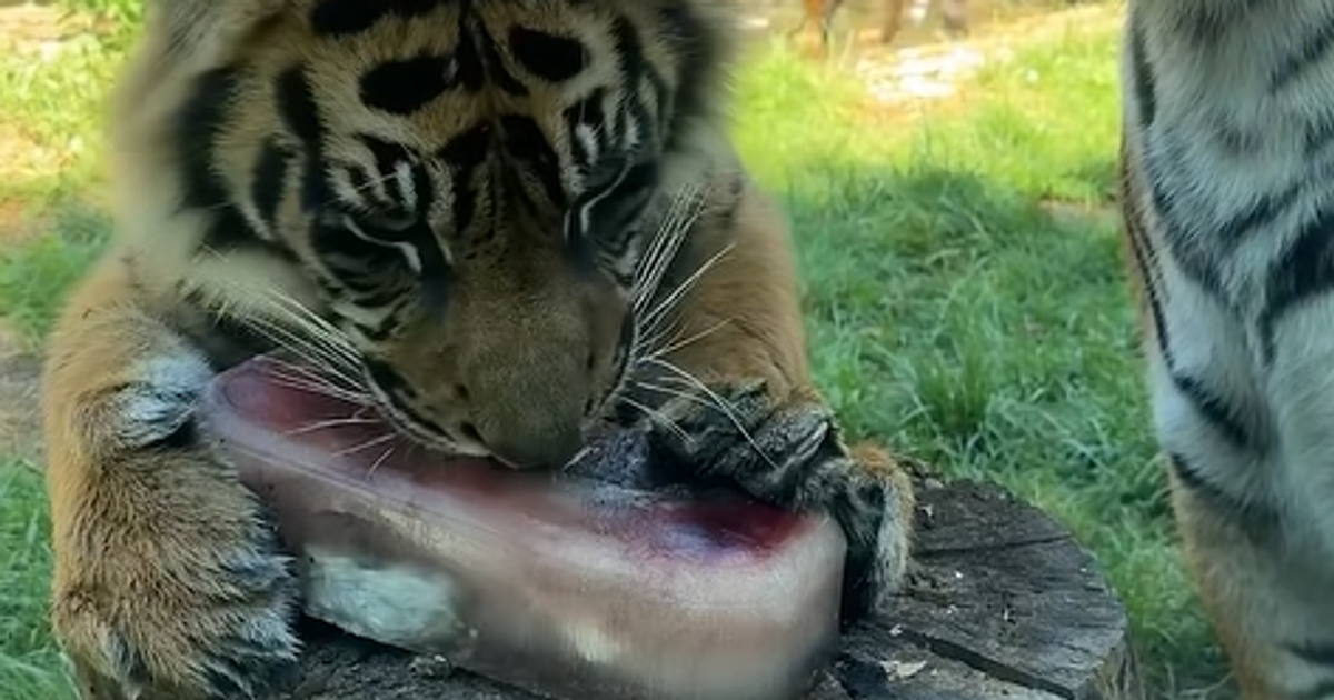 Gdy żar leje się z nieba, tak chłodzą zwierzęta w zoo!