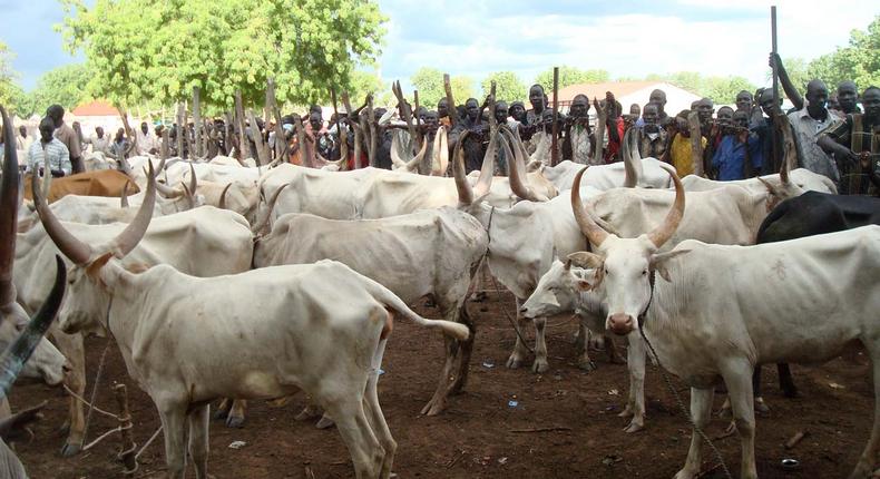 Cattle breeders’ association tells members not to join any anti-govt protest