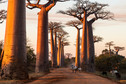 Baobab