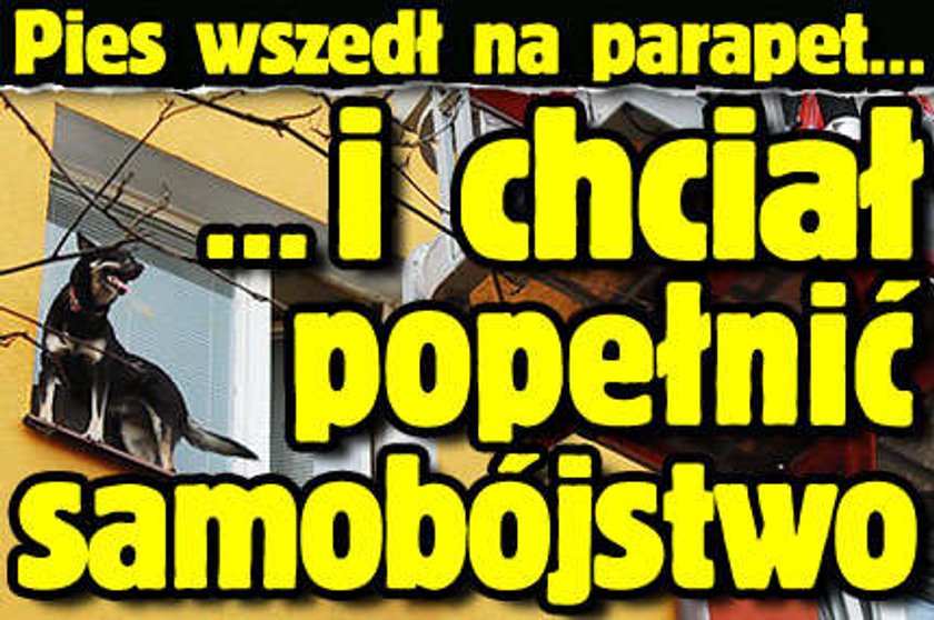 Pies chciał popełnić samobójstwo