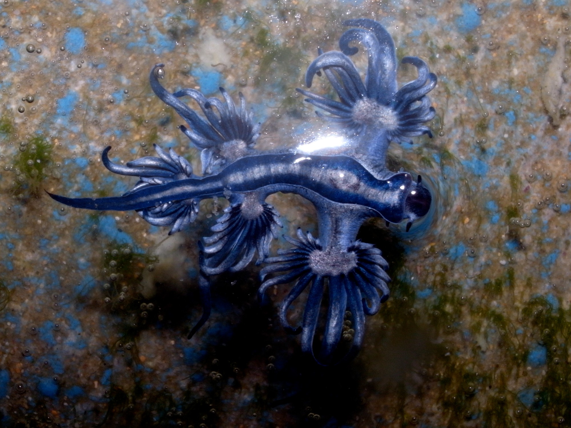 Morský živočích glaucus atlanticus.