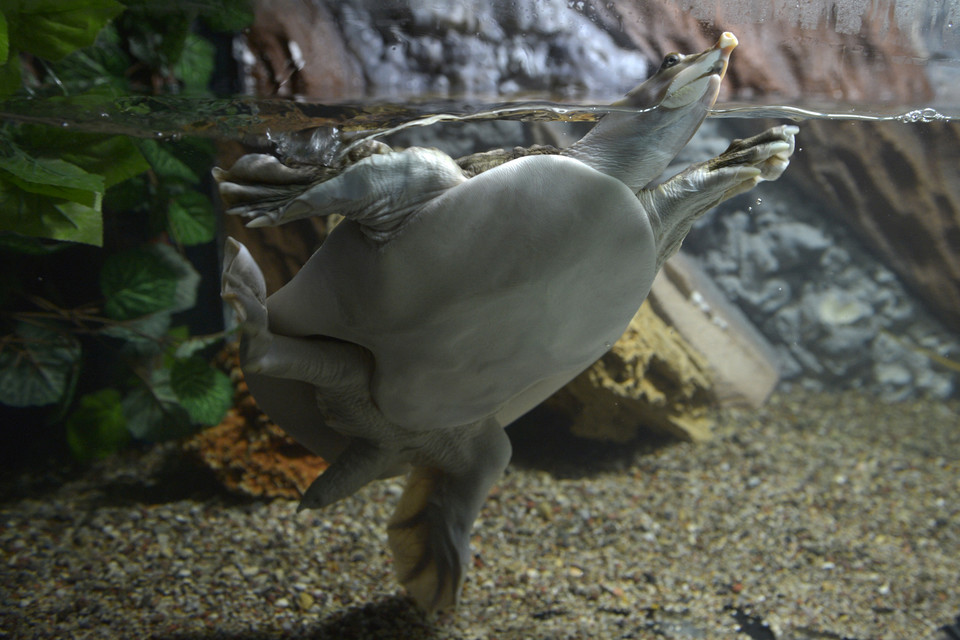 TORUŃ OCEANARIUM I TERARIUM