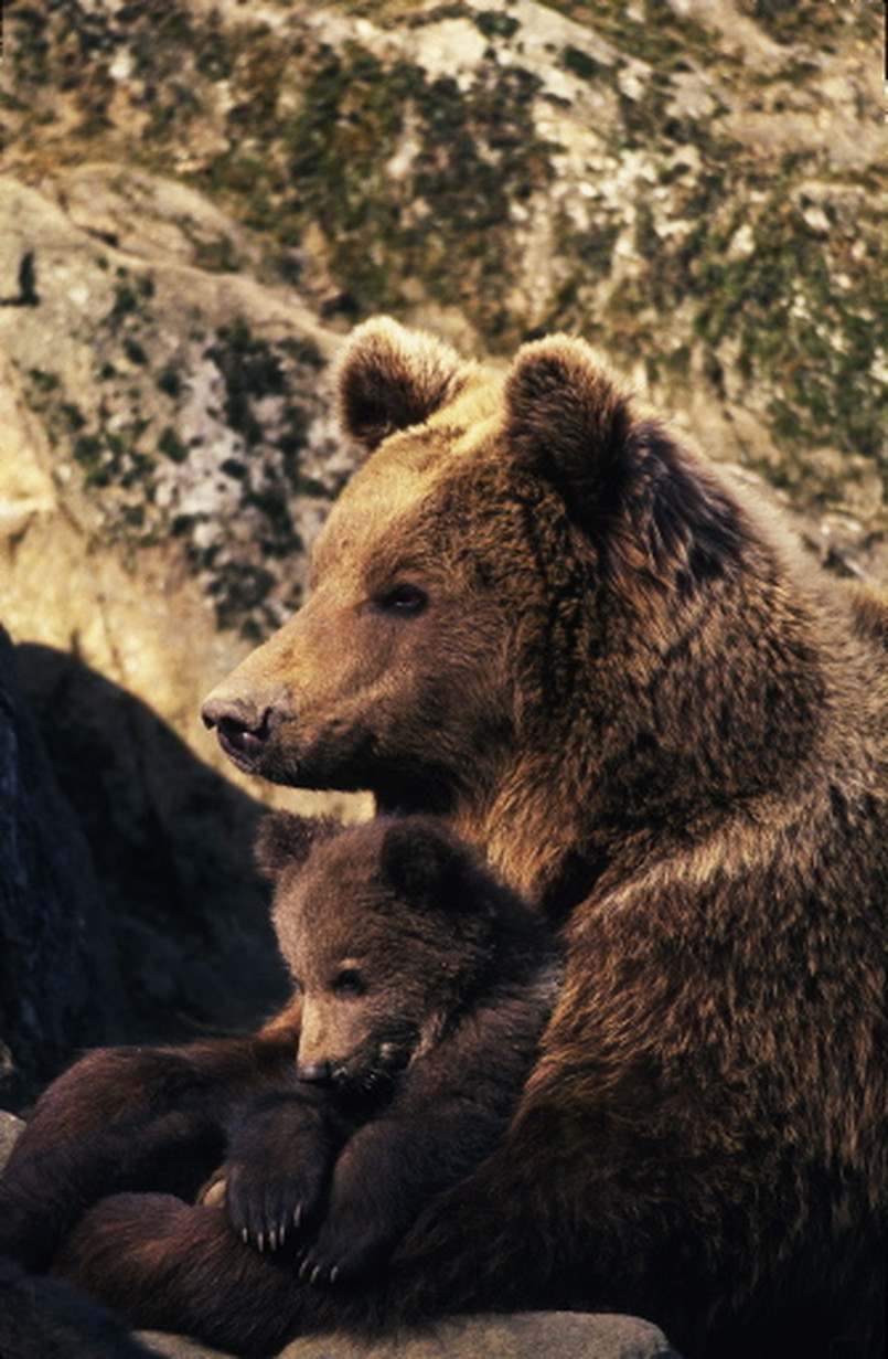 Niedźwiedzie w polskich górach