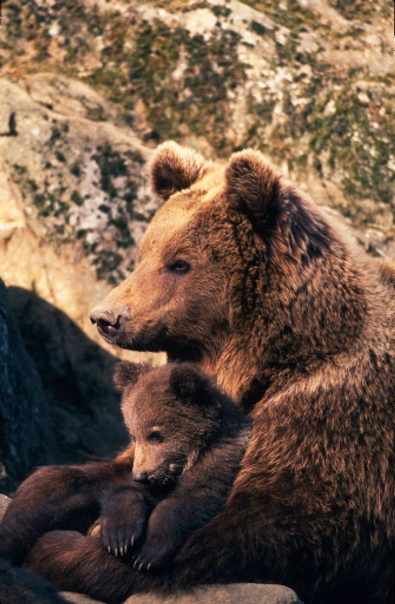 Niedźwiedzie w polskich górach