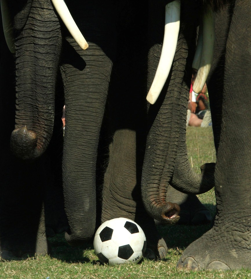 NEPAL ELEPHANT FOOTBAL