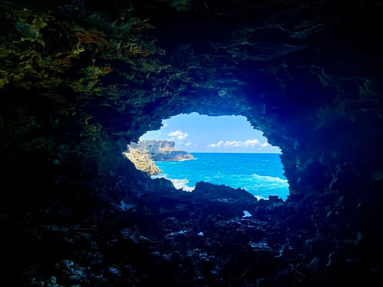 Animal Floral Cave