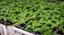 kiedy wysiewać paprykę na rozsadę? czym podlewać siewki papryki? czy wysiew papryki w styczniu to dobry pomysł? kiedy siać paprykę w domu