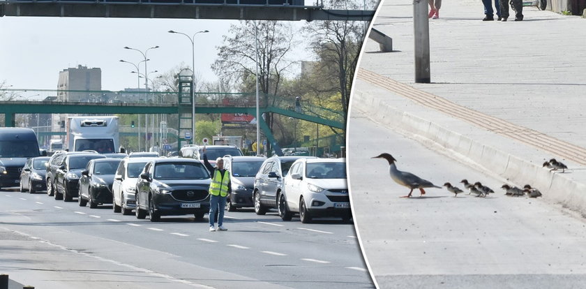 Rodzina nurogęsi postanowiła przejść przez sześć pasów Wisłostrady. Zaskakujący finał