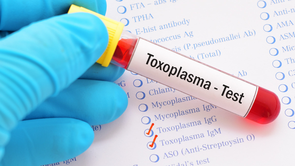 Toksoplazma: czym jest i jakie daje objawy? Leczenie i profilaktyka