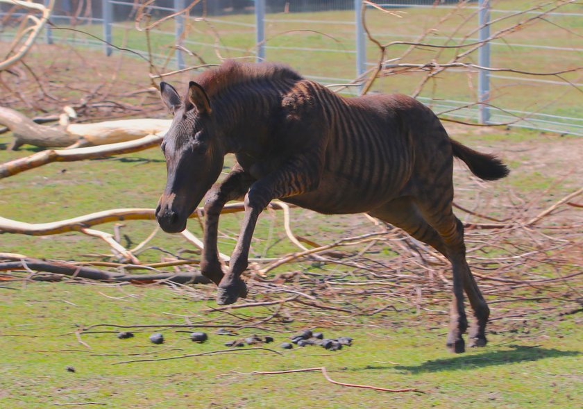 Zebruś to pół koń pół zebra