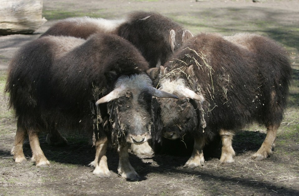 WARSZAWA ZOO WOŁY PIŻMOWE