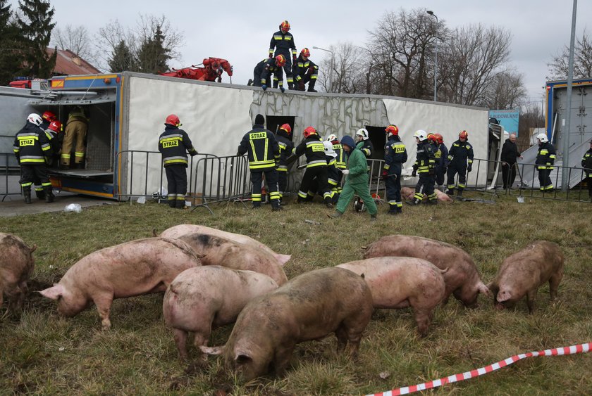 Wypadek. Przewrócił się tir ze świniami