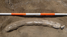 Szenzációs lelet: közel egyméteres mamutagyarra bukkantak a régészek Vácott