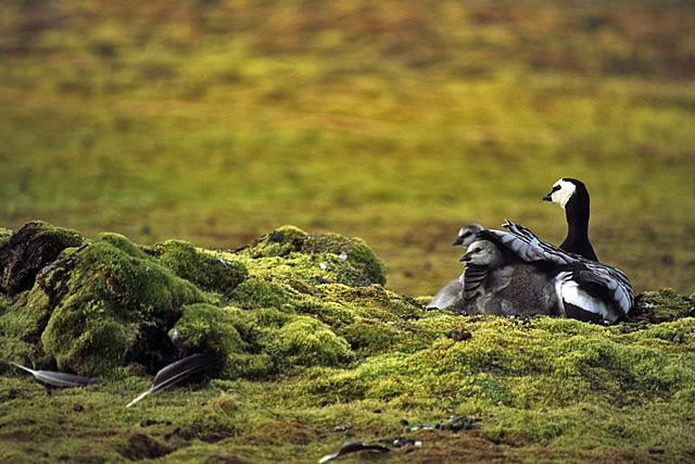 Galeria Wystawa polarnej fotografii przyrodniczej "Ptaki Spitsbergenu", obrazek 46