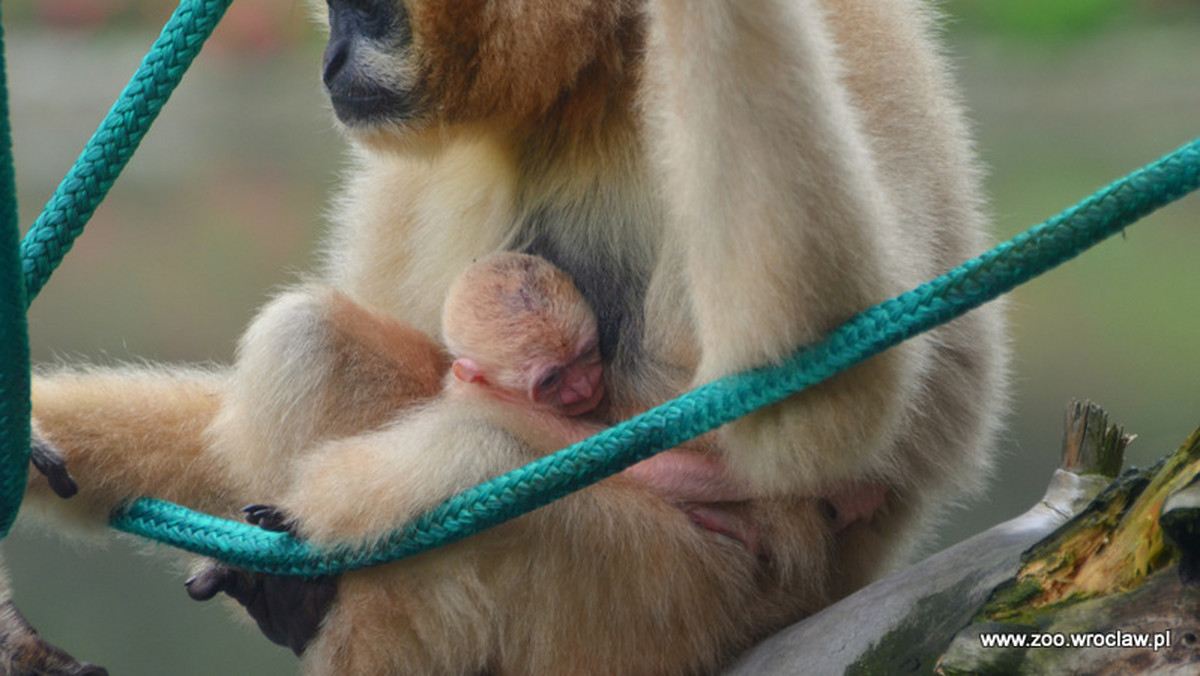 Kiedy rodzi się w zoo potomstwo krytycznie zagrożonego gatunku, jest to powód do radości i dumy. Zwłaszcza, że to kolejny potomek jedynej w Polsce pary tego gatunku. Mowa o gibonach białopoliczkowych, zaliczanych do małp człekokształtnych, których populacja w środowisku naturalnym nie przekracza tysiąca osobników.