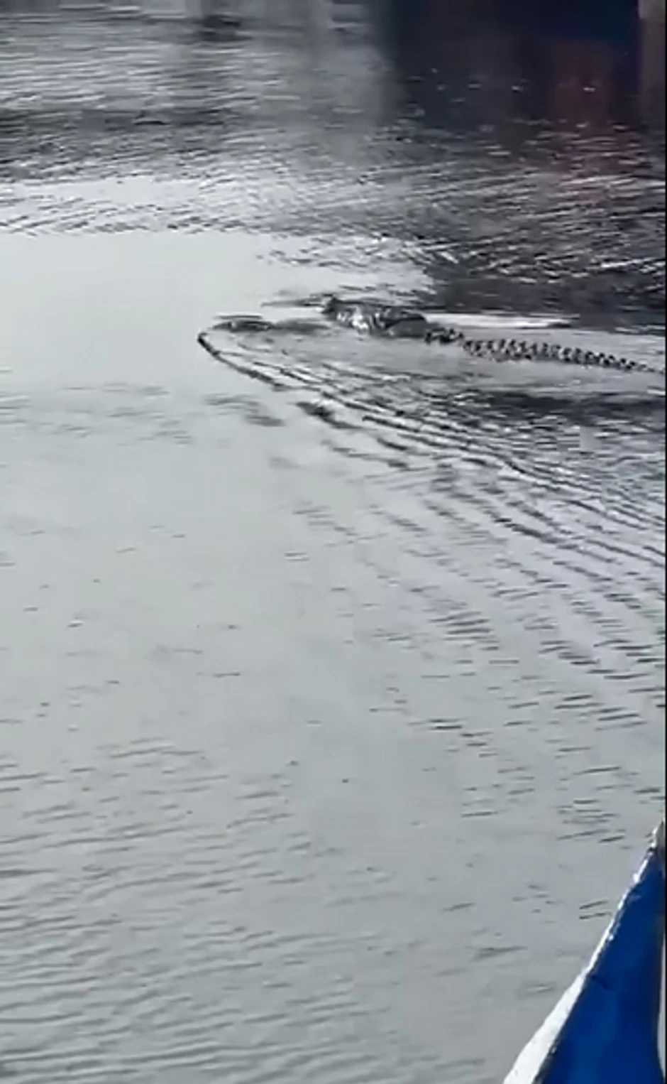 Krokodil koji je ubio dečaka u Indoneziji