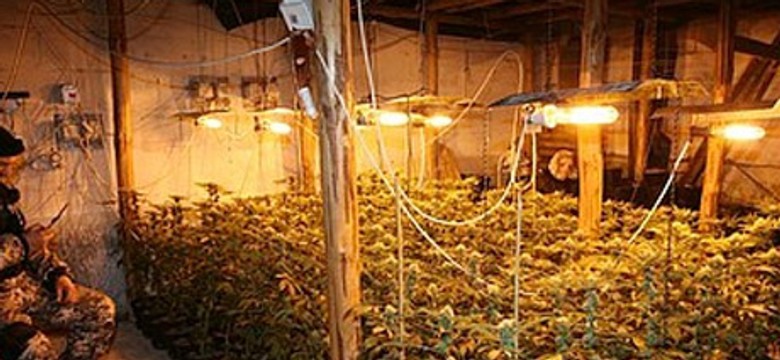 Policja zlikwidowała dwie plantacje marihuany