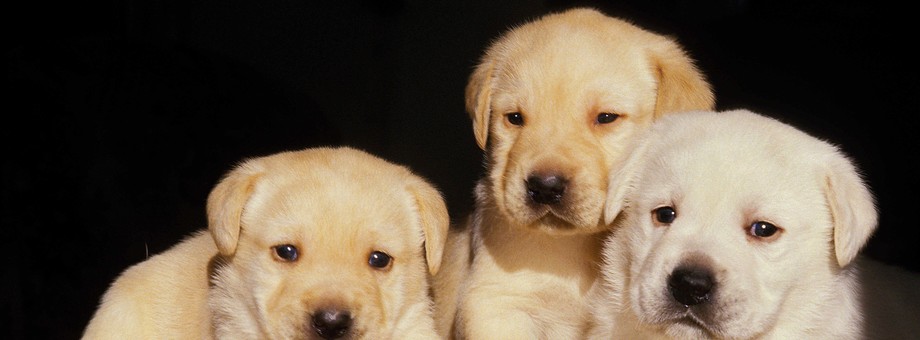 labrador, pies