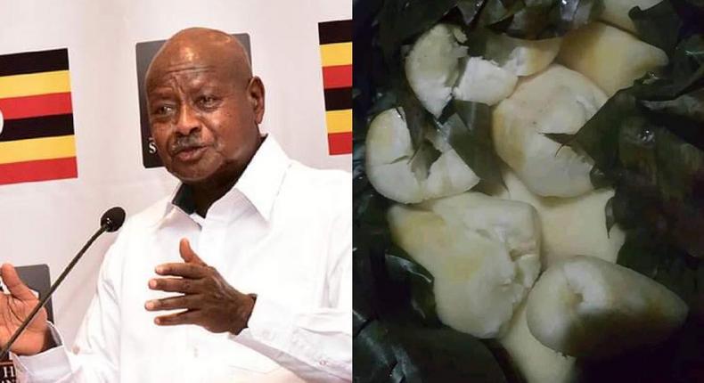 Museveni and his beloved cassava