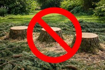 15 000 zł kary + 5 000 zł grzywny za wycięcie trzech świerków na własnej nieruchomości. Skąd taka wysoka kara?