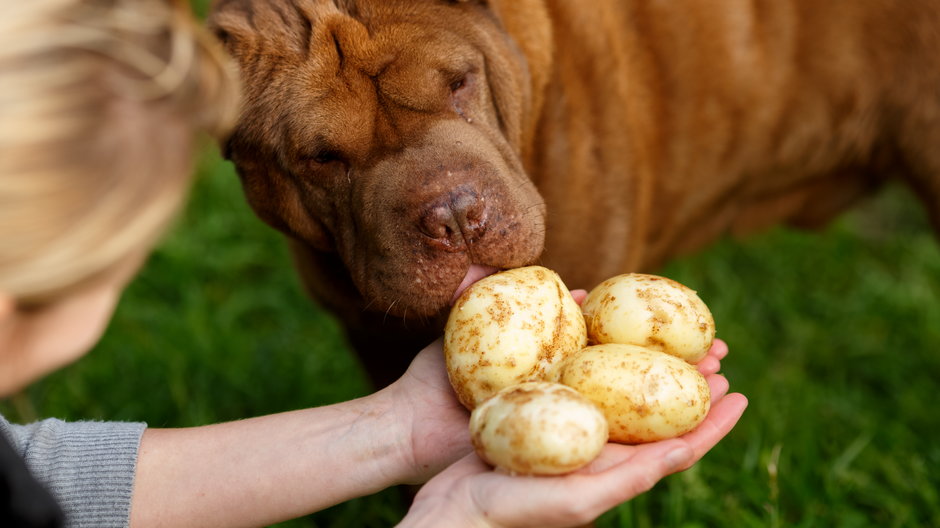 Czy ziemniaki powinny znaleźć się w diecie psa? - maxsol7/srock.adobe.com