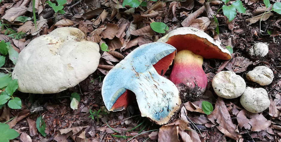 Borowik szatański (Rubroboletus satanas)