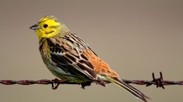 Radosny quiz z polskich ptaków. 20/20 tylko dla orłów