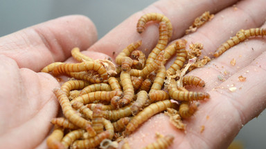 UE uznała larwy chrząszcza za żywność. Będziemy jeść owady?