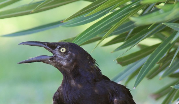 362993_kalifornija-vrucine-afp