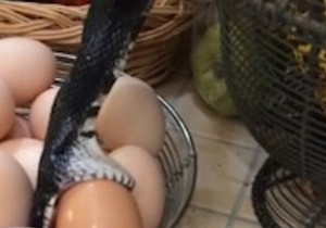 622813_snakeegg3youtube-laura-neff