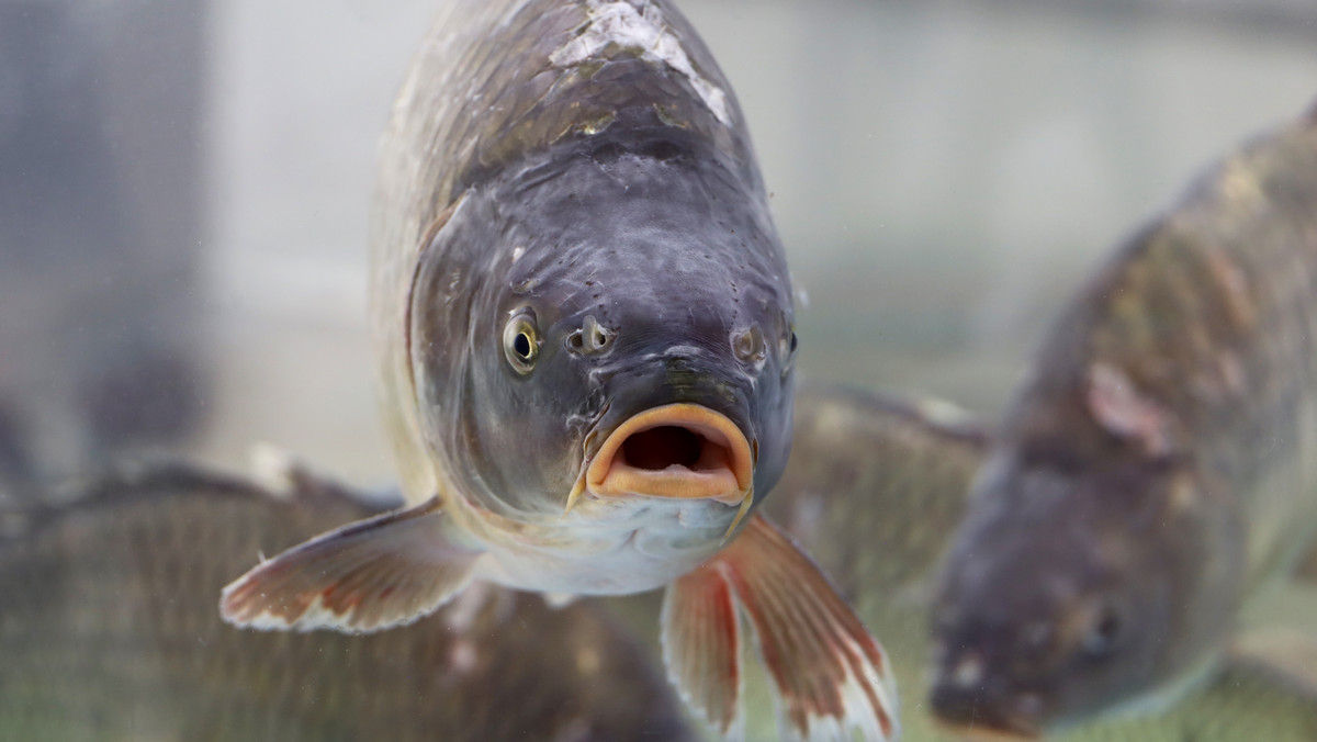 Karp w tym roku potanieje? "Niższa cena spowodowana jest głównie ceną zbóż"