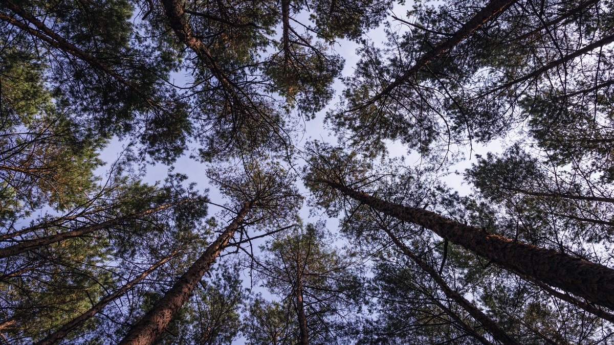 Dzięki nowym regulacjom już na etapie przygotowawczym prac leśnych wyszukiwane będą potencjalne kolizje pomiędzy działaniami z zakresu gospodarki leśnej a ochroną środowiska.