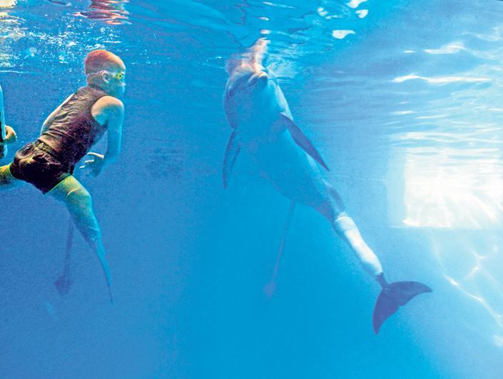 Villamos Készlet Lejárt úszó protézises delfin Integráció Ugratás Szubvenció
