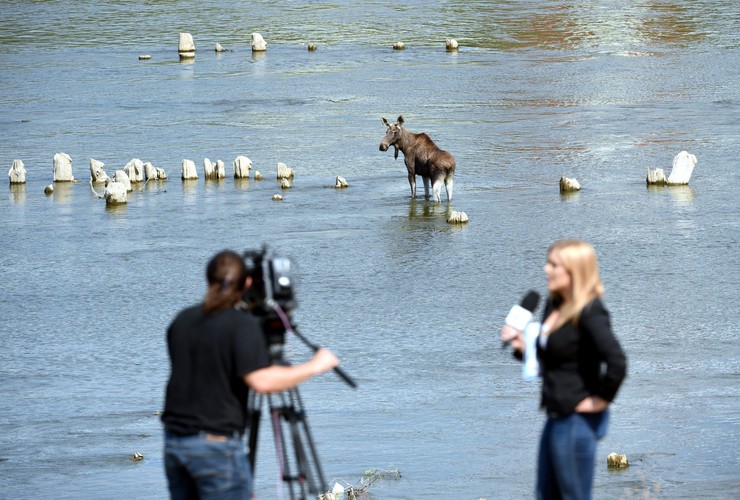 Łoś brodzący w Wiśle