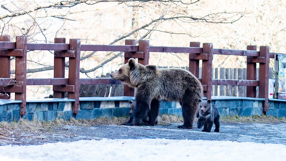Słowacja. Niedźwiedzica i dwa młode zeszły w pobliże ludzkich domów [ZDJĘCIA]