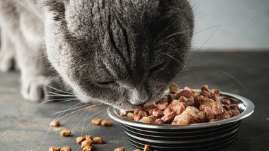 najlepszy skład karmy dla kota - jaki powinien być? czego unikać? [poradnik]