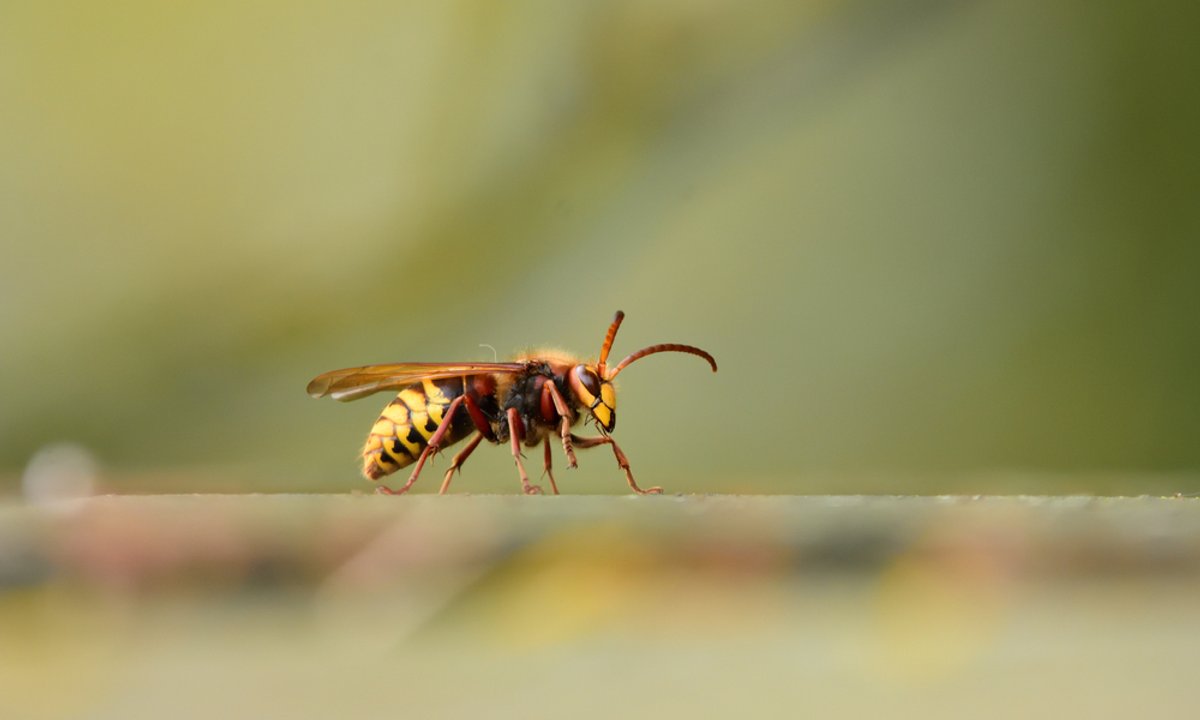 Tego zapachu szerszenie nie znoszą. Odstraszysz je raz na zawsze