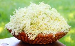 Zwalczy gorączkę i złagodzi kaszel: CZARNY BEZ