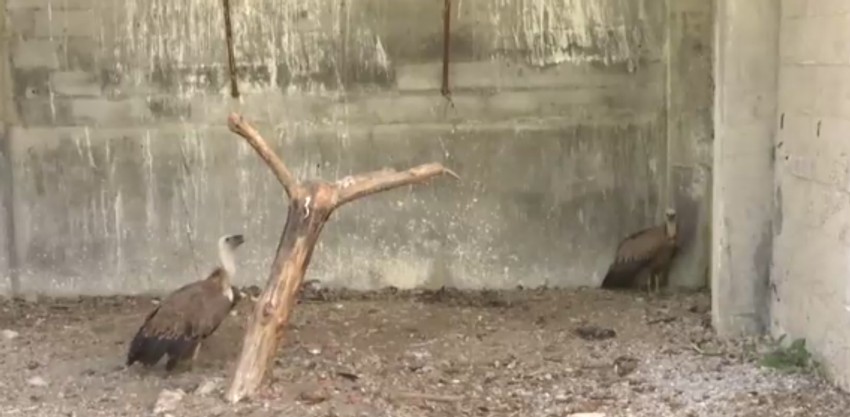 "Bio je iznemogao, samo nije mogao da poleti"