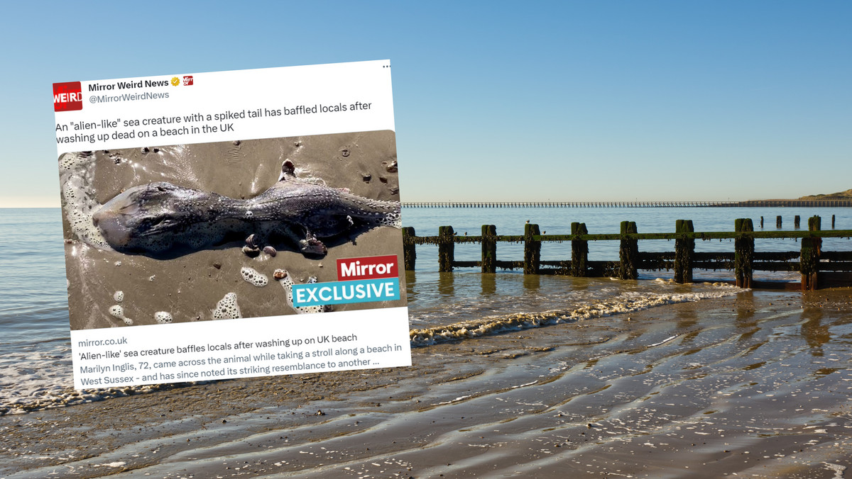 Tajemnicze stworzenie na plaży w Wielkiej Brytanii. "Wyglądało jak obcy"