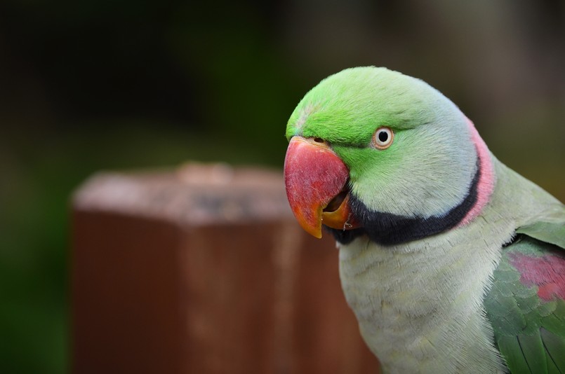 Aleksandretta obrożna